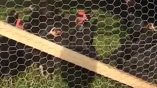 Slo-Mo Rooster Crow