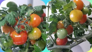 Grow Tiny Tim Tomatoes in Aerogarden Harvest (Hydroponics)