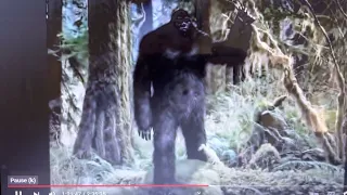 Patterson Gimlin Film - Have You Considered THIS?