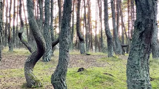Dancing Forest on Curonian Spit