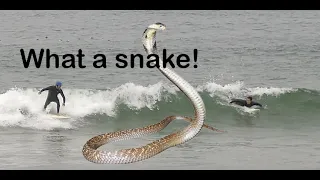 May 10, 2024  - Snakes at Bolsa Chica State Beach