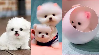 Tiktok -😍Cute & Funny Pomeranian videos#3😍🥰 |tiktok cho phoc soc mini funny and cute|有趣的博美犬視頻_博美犬視頻