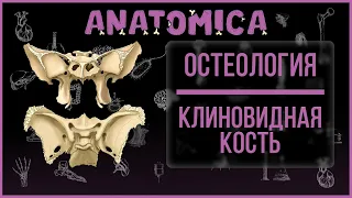 Клиновидная кость анатомия / Отверстия черепа и их содержимое / Мозговой череп / Остеология