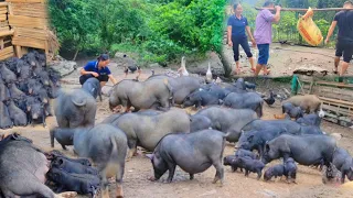 Selling 50kg wild boar, traders really like naturally grazed wild boar and black pigs