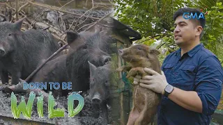 Wild boar in Quezon Province | Born to be Wild