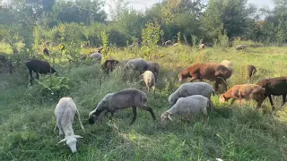 Борьба с губницей у овец!