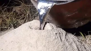 将2000度的铝水倒入蚂蚁窝，会发生怎么样的事情？看完真刺激！
