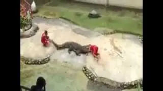Crocodile Bites Head Of Trainer LIVE