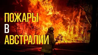 Ад на земле в Австралии. Подборка душераздирающих фото с Австралии. Пожары в Австралии.