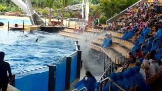Killer Whale splashes visitors at Loro Parque (Tenerife)
