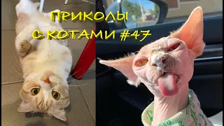 Смешные КОТЫ #47 / Лучшие приколы 2021 / Funny cats.