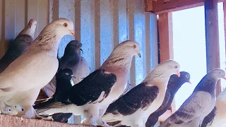 Супер голуби Турецкая Такла! Super pigeons Turkish takla. Голуби Санжаха! 📞+79034434858 whatsapp.