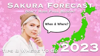 Cherry Blossom: Full Bloom Guide 2023 🌸 Don't Miss!! #japan #sakura