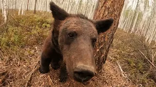 Медведица отказалась от еды.