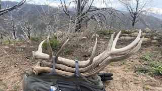 SHED HUNTING IS LEGAL AGAIN!  UTAH 2023 - FIRST DAY OF SHEDS - May 1st-17th