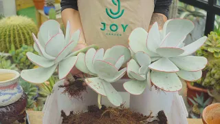 Repot Succulents - My Favourite Colletion 💚 // Joy Garden - 9 Years Living with Succulents