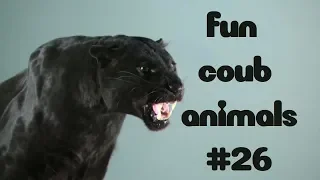 FUN coub animals #26 / видео приколы / coub 2019 / животные / смешные животные / приколы 2019 / cube