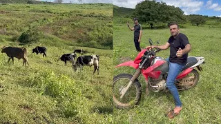 Junior Vianna - Olhando o Gado Na Fazenda Canadá