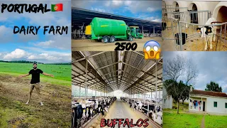 🇵🇹PORTUGAL DAIRYFARM 2500 cows😱#imukeshbansal#europe #portugal#farm#travel#likeforlikes#viral