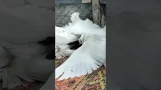 Северокавказские голуби