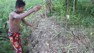 Believe This Bamboo Stick Trap | Skilled Boy Catches Lot Of Fish | Amazing Fishing Technique