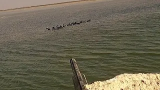 شاهد الصيد في العراق لاتنسى الاشتراك بلقناة