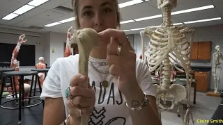 BI207 - Lab 8 - Appendicular Skeleton