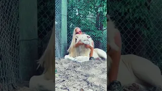 White Lion Cuddles and Mohawk! ADORABLE