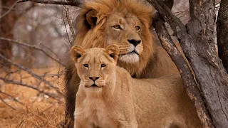 Long Distant Lion Lovers Meet For The First Time! | Extraordinary Animals