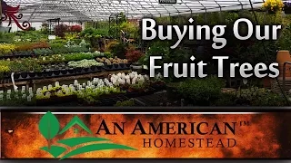 Buying Our Fruit Trees - An American Homestead