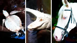 23 rzadko spotykane zwierzęta albinosy