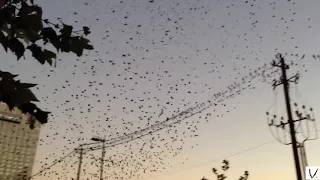 shot on iPhone birds make a power transformer "explode"