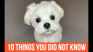 10 THINGS YOU DID NOT KNOW ABOUT MALTESE DOGS