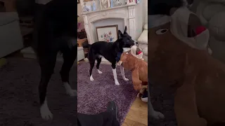 Barney the Tv border collie with his wingman big bear