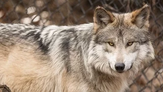 Mexican gray wolves at Cleveland Metroparks Zoo