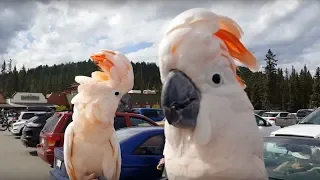 Hilarious cockatoos have a party in the parking lot