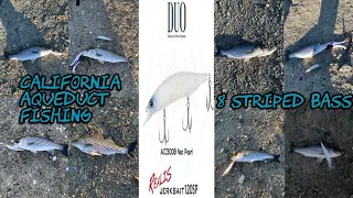 California Aqueduct Fishing | 8 Striped Bass | DUO Realis JerkBait 120SP