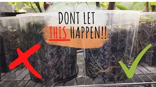 These root signs mean your fig cuttings are DYING