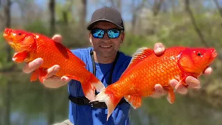 How To Catch Wild Goldfish.  The Snack That Smiles Back!