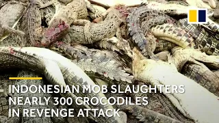 Indonesian mob slaughters nearly 300 crocodiles in revenge attack