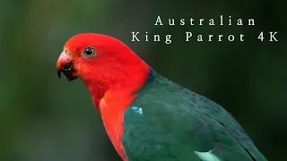 Australian King Parrot - Unique Australian Birds 4K