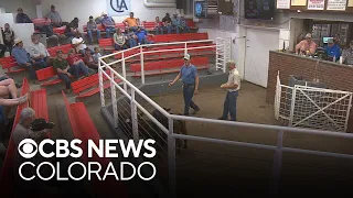 Orphaned Colorado calves auctioned to benefit family of rancher killed in lightning strike