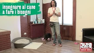 TUTORIAL: Insegnare al cucciolo a non sporcare in casa | Maxi Zoo