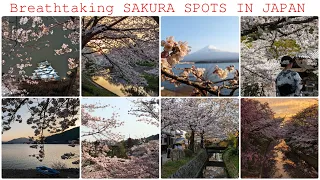 Japan's Top Cherry Blossom Spots Revealed! Places not to miss during Sakura season 2024