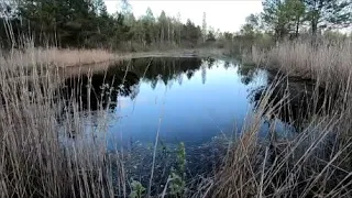 Налибокская пуща.  Путешествие к лесным озёрам.  Апрель 2023. Nalibokskaya forest.  Forest lakes.