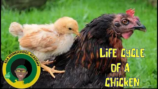 Chicken Life Cycle | All about Chickens