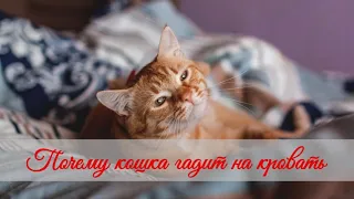 Почему кошка гадит на кровать   Why does a cat shit on the bed