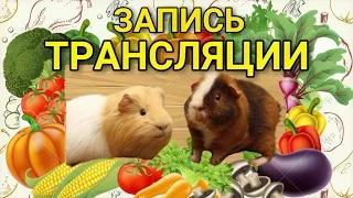 Морские Свинки Едят Сочный Корм (запись трансляции) / SvinkiShow