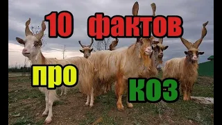 💥🐐💥10 фактов про коз🦙!!  Факты которые повергнут вас в шок! Это очень интересно! У козла целый гарем