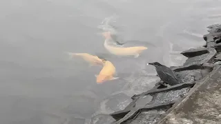 One smart green heron. Using bread as bait to catch fish.